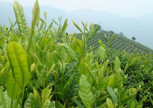 Чай Улун «Габа Али Шань» Высокогорный Чай 100 г